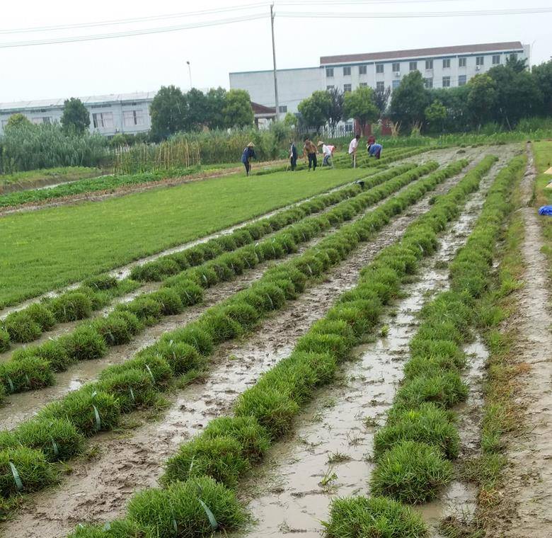 江南体育平台- 佩鲁贾启用地下供暖系统，冬季草皮养护技术领先  